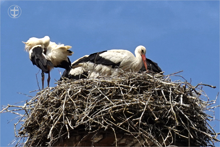 Daniela Joss - Weissstorch