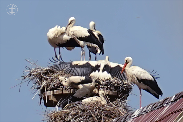 Daniela Joss - Weissstorch