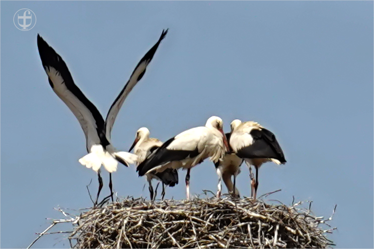 Daniela Joss - Weissstorch