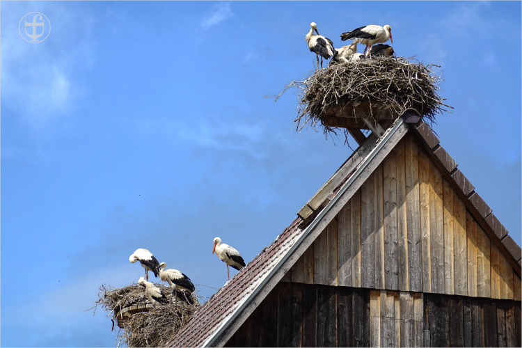 Daniela Joss - Weissstorch