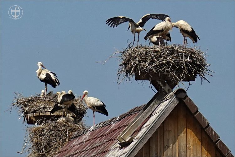 Daniela Joss - Weissstorch