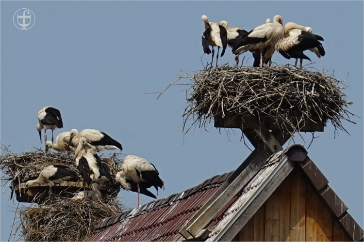 Daniela Joss - Weissstorch