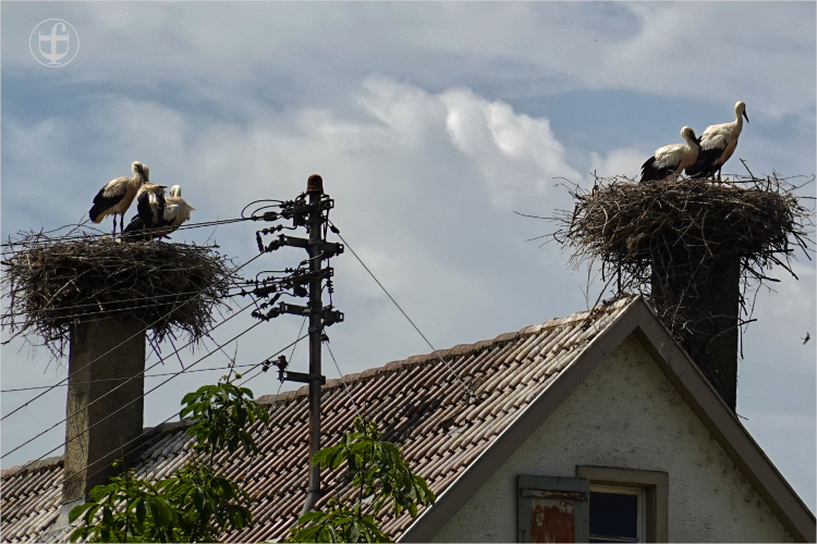 Daniela Joss - Weissstorch