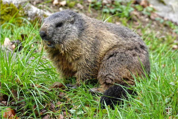 Wildpark - Allensbach - Daniela Joss