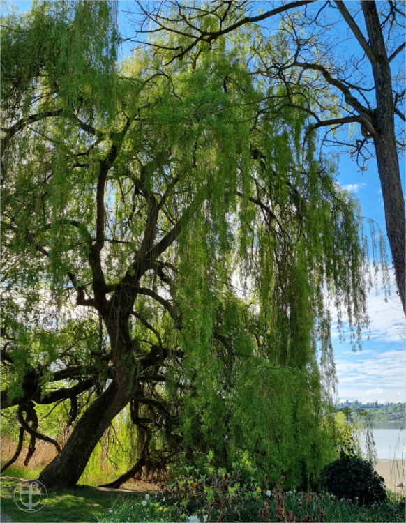 Insel Mainau - Daniela Joss
