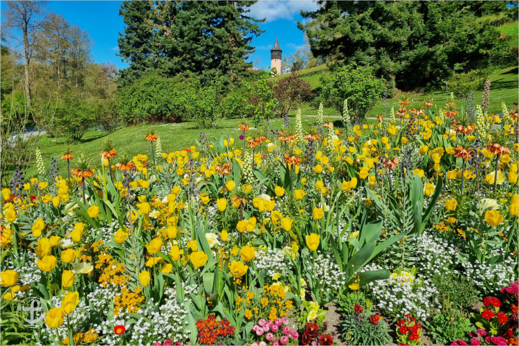 Insel Mainau - Daniela Joss
