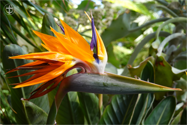 Insel Mainau - Daniela Joss