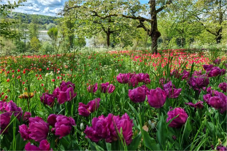 Insel Mainau - Daniela Joss