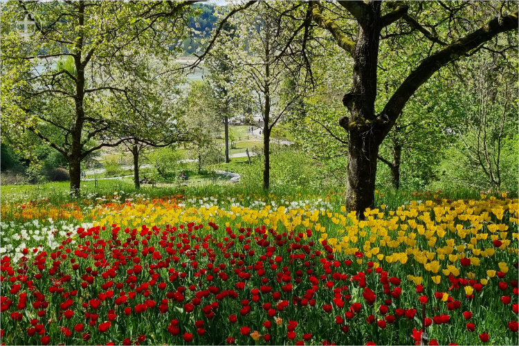 Insel Mainau - Daniela Joss