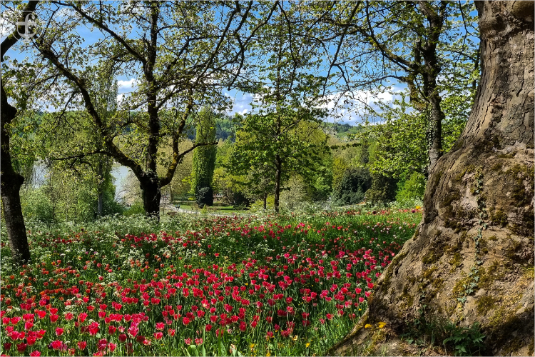 Insel Mainau - Daniela Joss