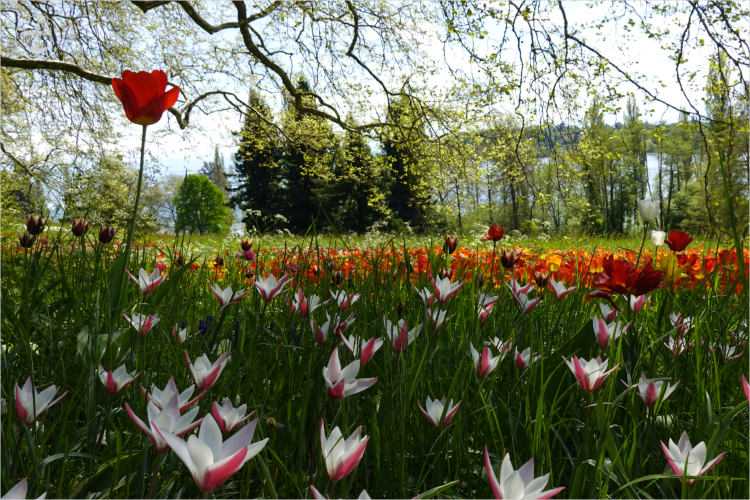 Insel Mainau - Daniela Joss