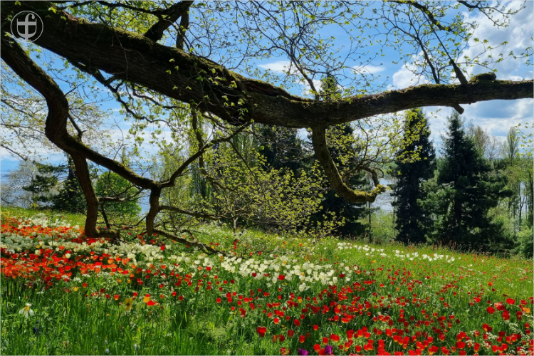 Insel Mainau - Daniela Joss