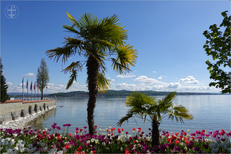Palmen und Tulpen auf der Insel Mainau am Bodensee von Daniela Joss