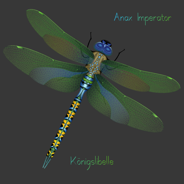 Königslibelle als Vektor, Anax Imperator